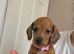 Beautiful dachshund, Puppis