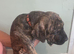 Presa canario x American bully pups ready to leave home