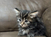 Fluffy kittens for sale
