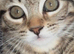 Part marble bengal 10 week old male kitten