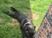 Labrador cross Bull dog