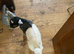 Two Beautiful Pygmy Goat Kids For Sale
