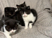 READY NOW BSH BABIES