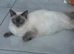 3 colour point ragdoll kittens