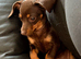 5 month female chiweenie
