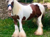 BLOSSOM! 14.3HH 16 YEAR OLD HAPPY HACKER