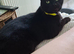 2 BOY kittens in desperate need of a family home
