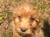 beautiful cockapoo puppies for sale