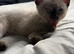 Beautiful funny sphinx with fur