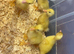 Cherry valley ducklings