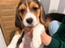Beautiful puppy!