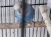 Baby budgies