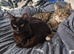2 Kittens ready for their new homes