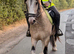 Dun cob mare