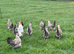 HATCHING EGGS