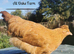 Pure breed crosses for sale