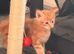 Male mainecoon kittens