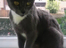 MIXED Russian blue