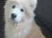 Beautiful Girl Samoyed