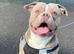 2 year old male pocket bully