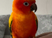 Sun Conure & Rosella