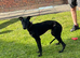 Lurcher