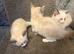 SNOWSHOE - kittens (ragdoll)