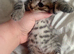 Tuxeto/ main coon bengal