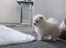 Beautiful pomeranian xs pupies
