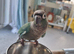 Hand rear conure