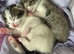 Female kitten