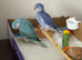 Indian Ringneck Babies — Violet Cleartail & Blue Cleartail