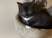 British long hair mix kittens