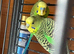 Budgies