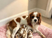 Boys available - Cavalier puppies - KC reg parents