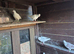 25Mix Pigeons and raising