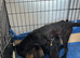 2 girls looking for their forever homes