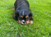 Black and Tan cavalier female