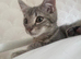 Kitten looking for his forever home