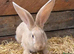 Pure bred Continental Giant female