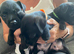Patterdale terrier