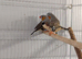 2026 zebra finch