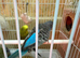 Black face & black wing budgies available