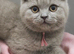 GCCF Registered Lilac British Shorthair