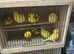 7 Canary for sale