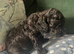 Miniature poodle