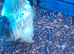 Silkie chickens