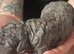 BEAUTIFUL COCKAPOO PUPPIES
