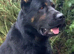 Kc reg proven big boned gsd