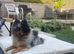 Black merle tri Pomeranian